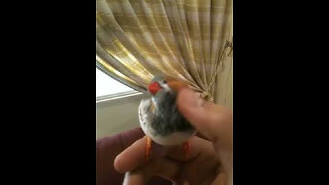 My Hand Feed Zebra Finch _ 1