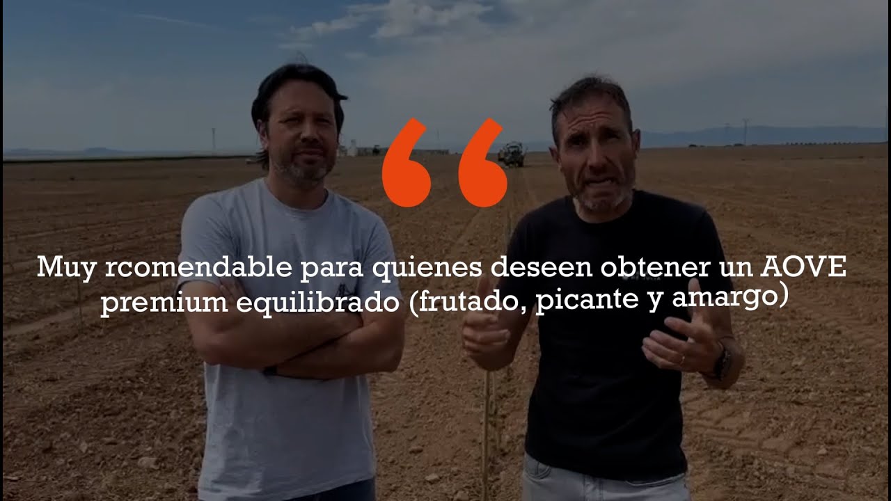 Descubre la variedad Lecciana: El Futuro del Aceite de Oliva Virgen Extra en Hacienda San Alberto