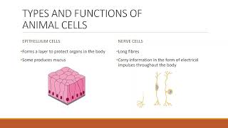 Science (KSSM) Form 1 Chapter 2- Cell As the Basic Unit of Life: Part 2 Science (KSSM) Form 1 Chapter 2- Cell As the Basic Unit of Life: Part 2