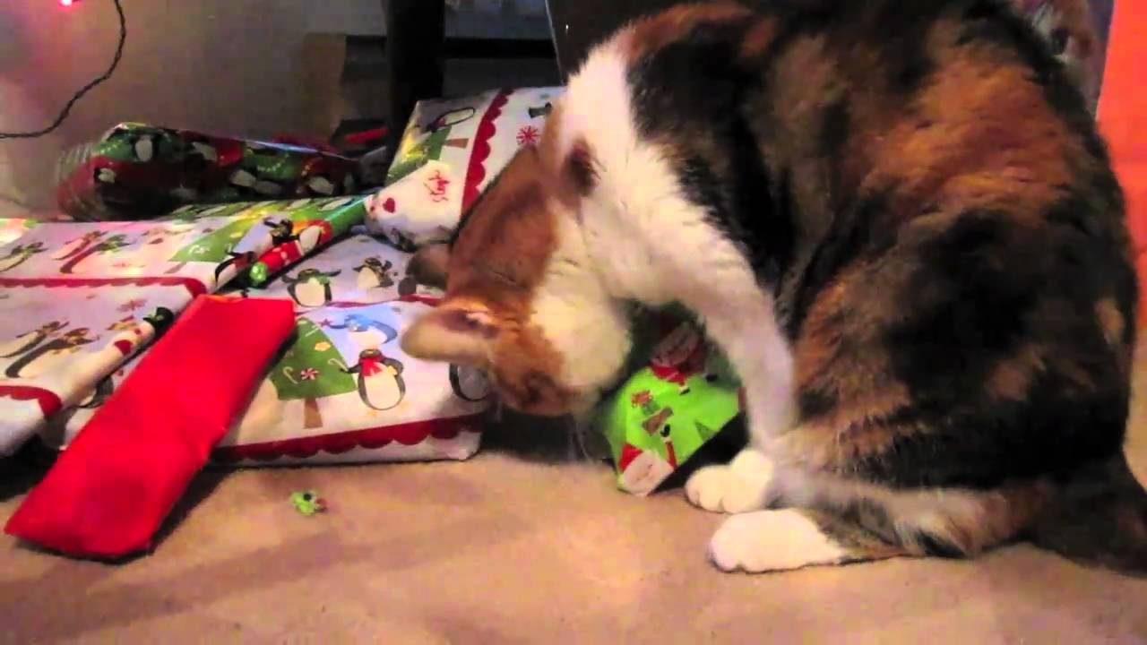 Kitty Opening Presents