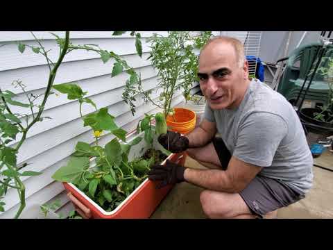 Video: Բանջարեղեն աճեցնել առանց հողը փորելու - օրգանական հողագործություն