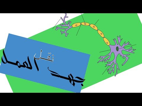 هكذا ينتقل السيال العصبي على طول محور الخلية العصبية