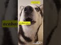 Los perros de haora