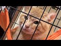 盗っ人猫編？完結
