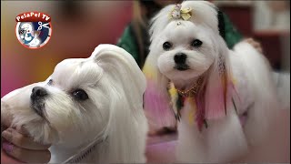 PELUQUERÍA CANINA, MALTÉS CANICHE ASIAN FUSION CON PAQUI ORTEGA