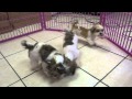 Malti Tzu, Puppies, For, Sale, In, Edmond, Oklahoma, OK, Cleveland, Comanche, Canadian, Rogers, Payn Malti Tzu, Puppies, For, Sale, In, Edmond, Oklahoma, OK, Cleveland, Comanche, Canadian, Rogers, Payn