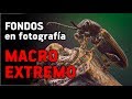 FONDOS en fotografía MACRO EXTREMO