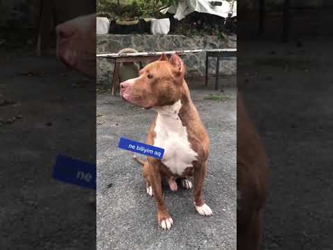 Video: Pit Bull Puppy Seçmek için İpuçları
