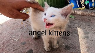 angels tiny kittens by ANIMAL TUBE 1,001 views 6 months ago 5 minutes, 47 seconds
