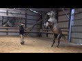 How to Fix a Rearing Horse