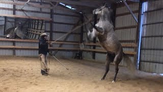 How to Fix a Rearing Horse