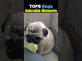 TOP5 Dogs Adorable Moments