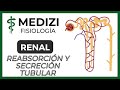 Fisiología Renal - Reabsorción y secreción tubular renal (Introducción)