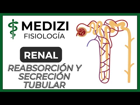 Vídeo: Diferencia Entre Reabsorción Tubular Y Secreción Tubular