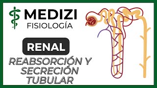 Fisiología Renal - Reabsorción y secreción tubular renal (Introducción) (IG:@doctor.paiva)