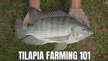 Tilapia kweken 101: uw gids voor een succesvolle start