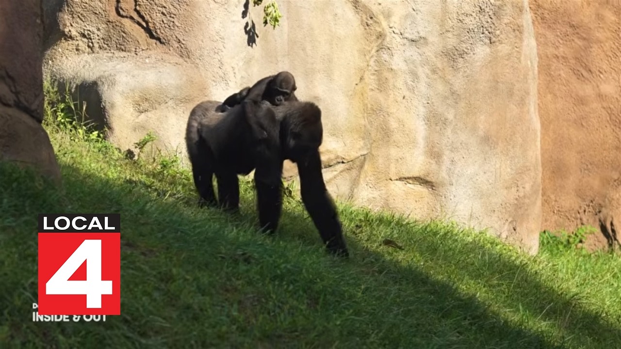 Detroit Zoo: Inside & Out -- Meet the Gorillas - YouTube