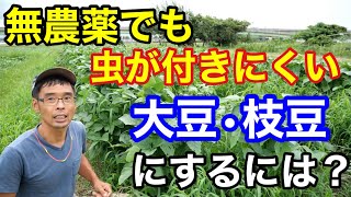 大豆に虫が付きやすくなる原因を比較して考察【有機栽培と無農薬無施肥栽培】2022年8月26日～9月1日