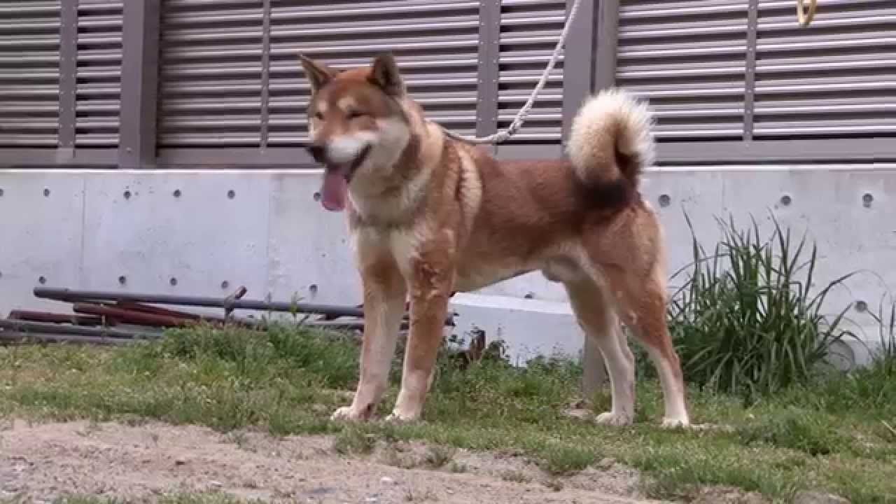 Shikoku Ken In Japan Spring 14 四国犬 Youtube