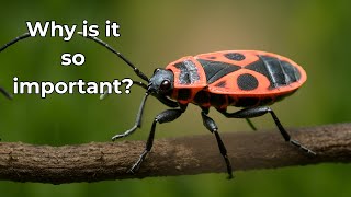 Firebugs 🪲 Their Functions in Nature and Incredible Facts!