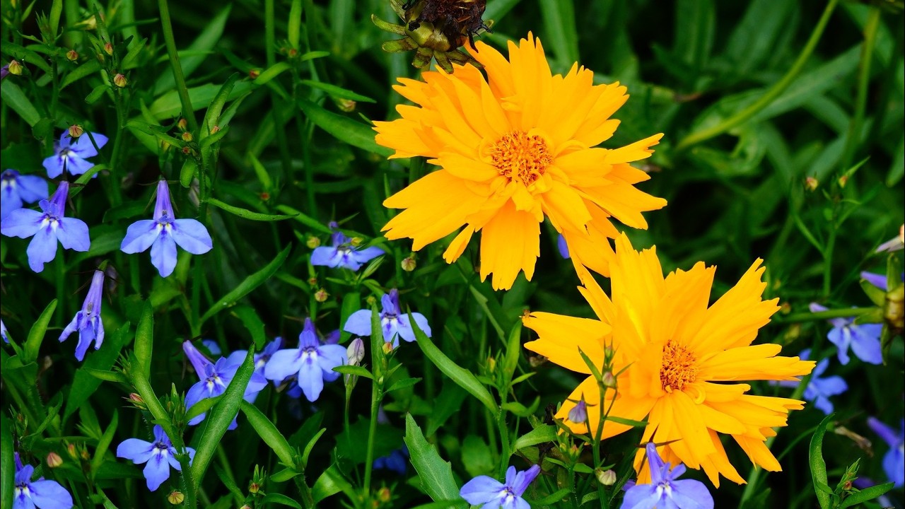 024卓蘭豐富多采的生物世界(下)影片內容：好看的植物和花卉，例如大理花、菊花、蘭花…