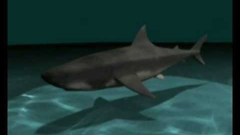 animation and caustik in 3DsMAX (MAYA) The SHARK