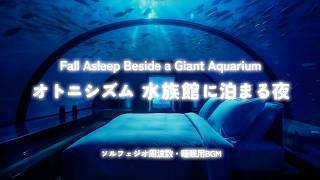 水族館に泊まる夜 | Fall Asleep Beside a Giant Aquarium | #睡眠用bgm 【途中広告なし】