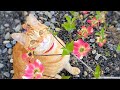 【人気の猫写真 2022年5月】NEKOくらぶ May/2022 ~ネコ好きはヤメラレナイ~