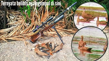 PANEN BELIBIS DI SPOT TERSEMBUNYI || BERBURU BELIBIS BATU