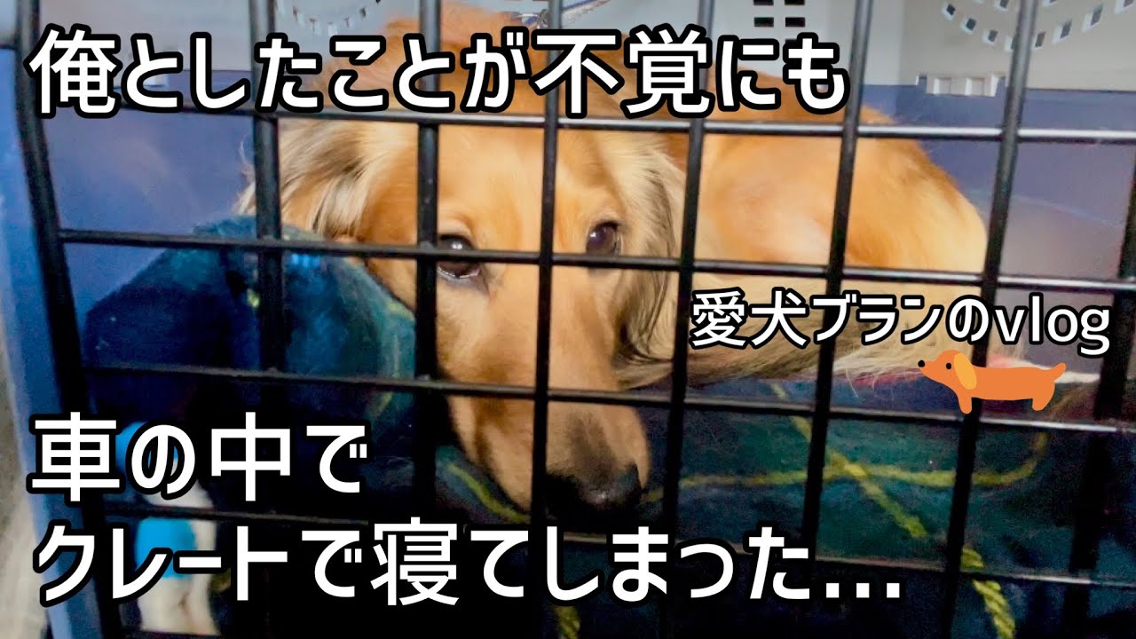 まさかの展開！【車内クレートトレーニング】こんなことが起こるなんて😭😢💓