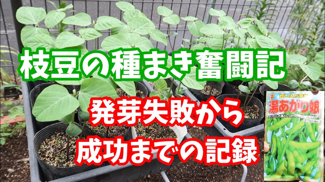 Growing Edamame (Soybeans)① A record of sowing edamame seeds