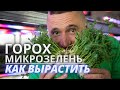 Микрозелень горох технология и лайфхаки Зеленого шефа