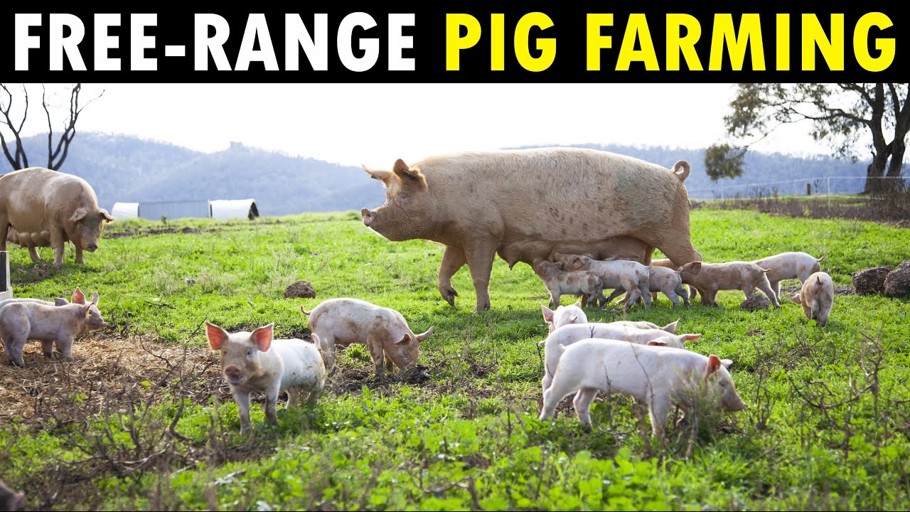 Free range PIG FARMING | Organic Pork Farm 