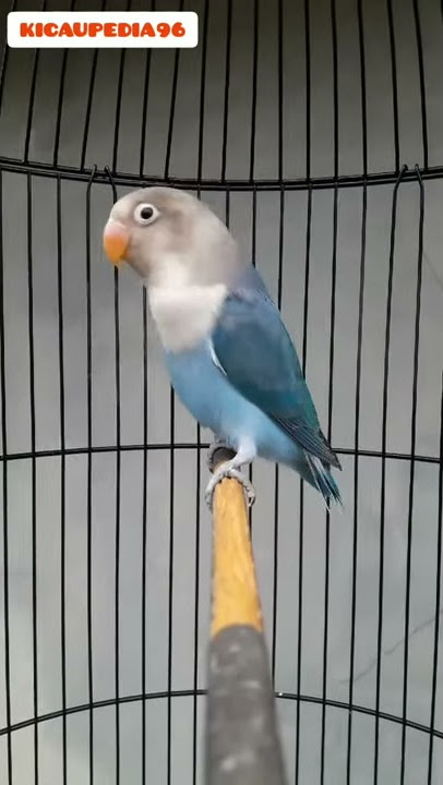 Pancingan Lovebird Balibu Fighter
