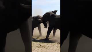 Elephant vs Elephant Fight Clip  - Raw footage