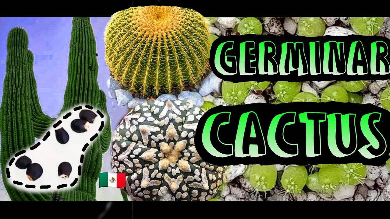 COMO GERMINAR SEMILLAS DE CACTUS | METODO DEFINITIVO | | SIN FUNGICIDA |