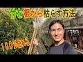 【知らないとヤバイ】竹を枯らす方法を教えます！