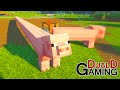Extremt långa grisar i Minecraft