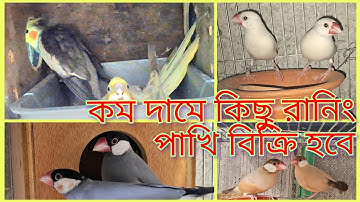 জাভা পাখির দাম ২০২৪।Java bird price 2024.#Cocktails#Budgerigur#birds@Sujon_bird_house