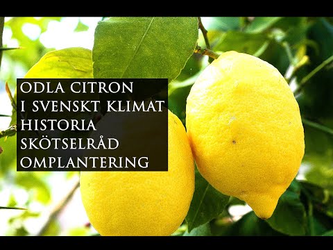 Video: Skillnaden Mellan Lime Och Citronträd