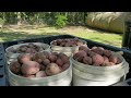 What POTATOES Will We Continue to PLANT?