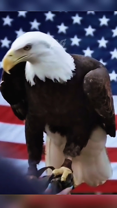3 Amazing Facts About the Bald Eagle‼️