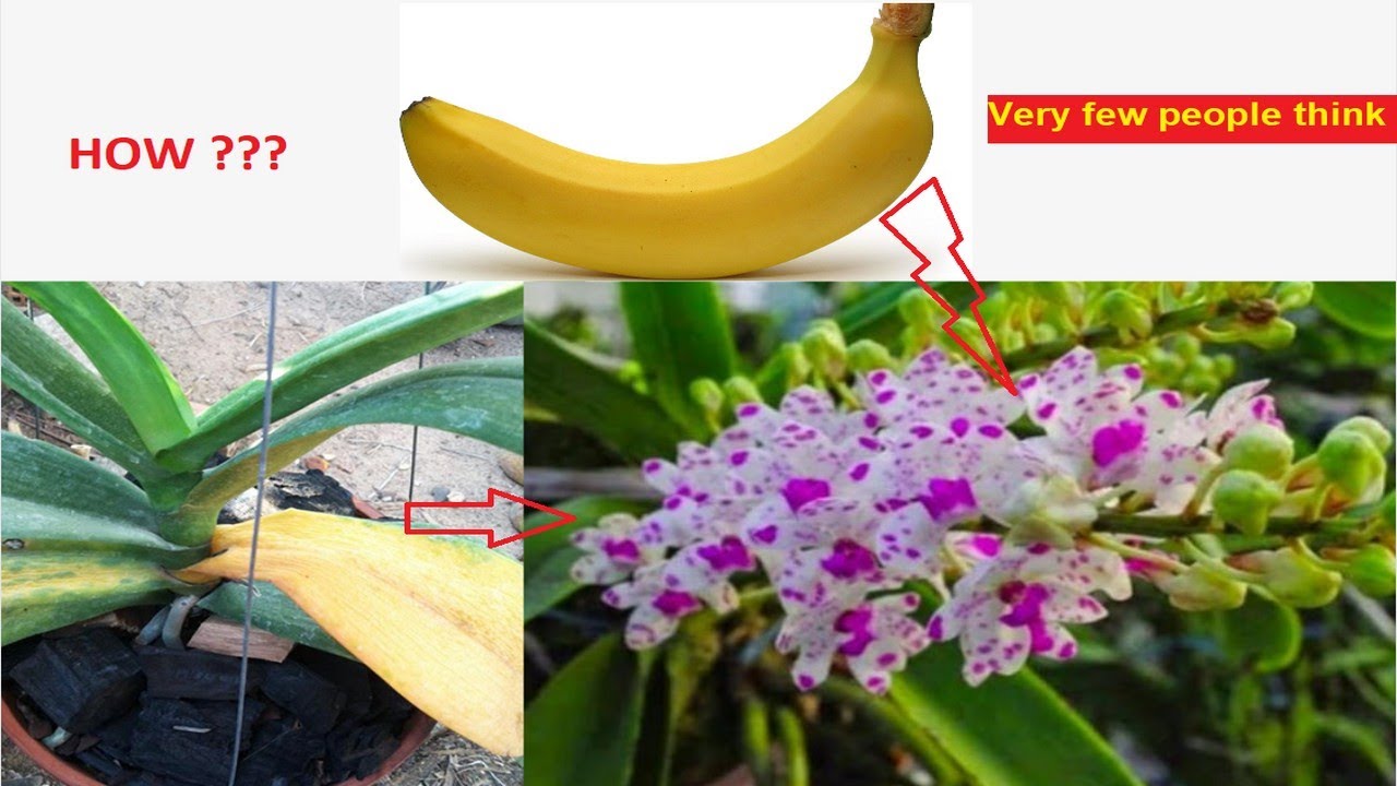 Reasons For Rhynchostylis Orchid Leaves Turning Yellow At Base And How reasons-for-rhynchostylis-orchid-leaves-turning-yellow-at-base-and-how