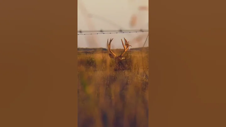 HUGE 266 MULE DEER BOW HUNTED FOR 4 YEARS! The Sle...