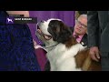 St.Bernards | Breed Judging 2019