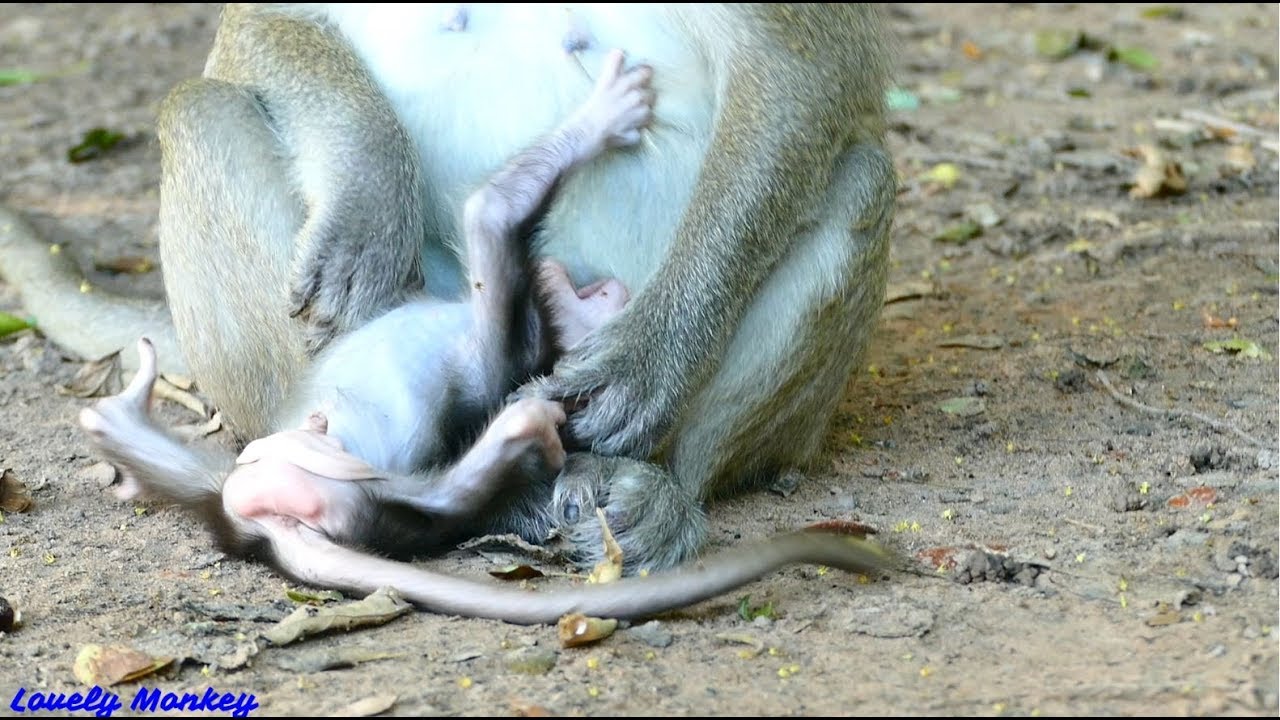 Super Drama Baby Monkey Copper | Little Copper Lay Down 0n The Ground.
