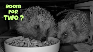 One Bowl. Two Hedgehogs. Zero Boundaries.