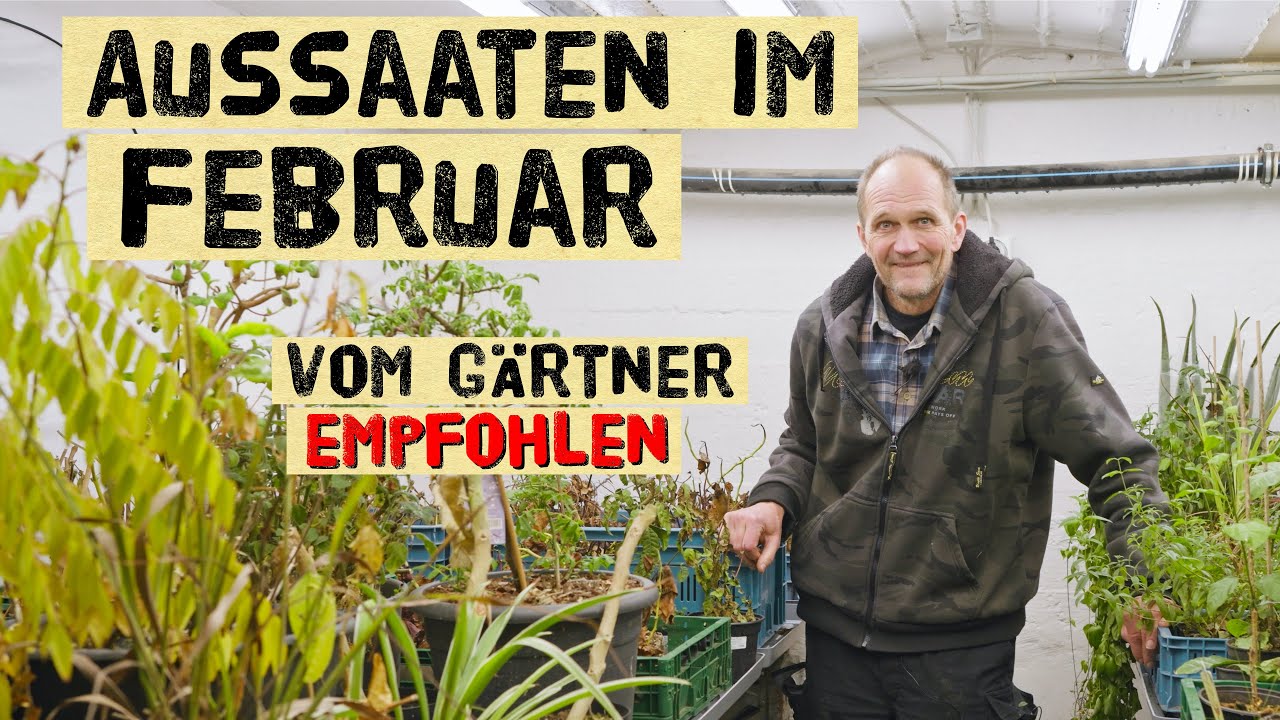 Aussaat im Februar (trotz Kälte): Profi-Gärtner zeigt, was du jetzt säen kannst – neuer Aussaatraum