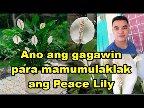Video: Bakit nagiging berde ang mga bulaklak ng calla lily ko?