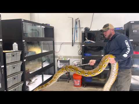 Lemonglow Male Reticulated Python - K.Heart - Pulling Big Male from Breeding